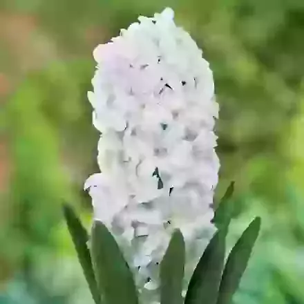 Snow Crystal